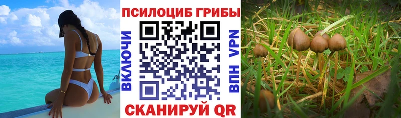 Псилоцибиновые грибы прущие грибы  Купить где  Нязепетровск 